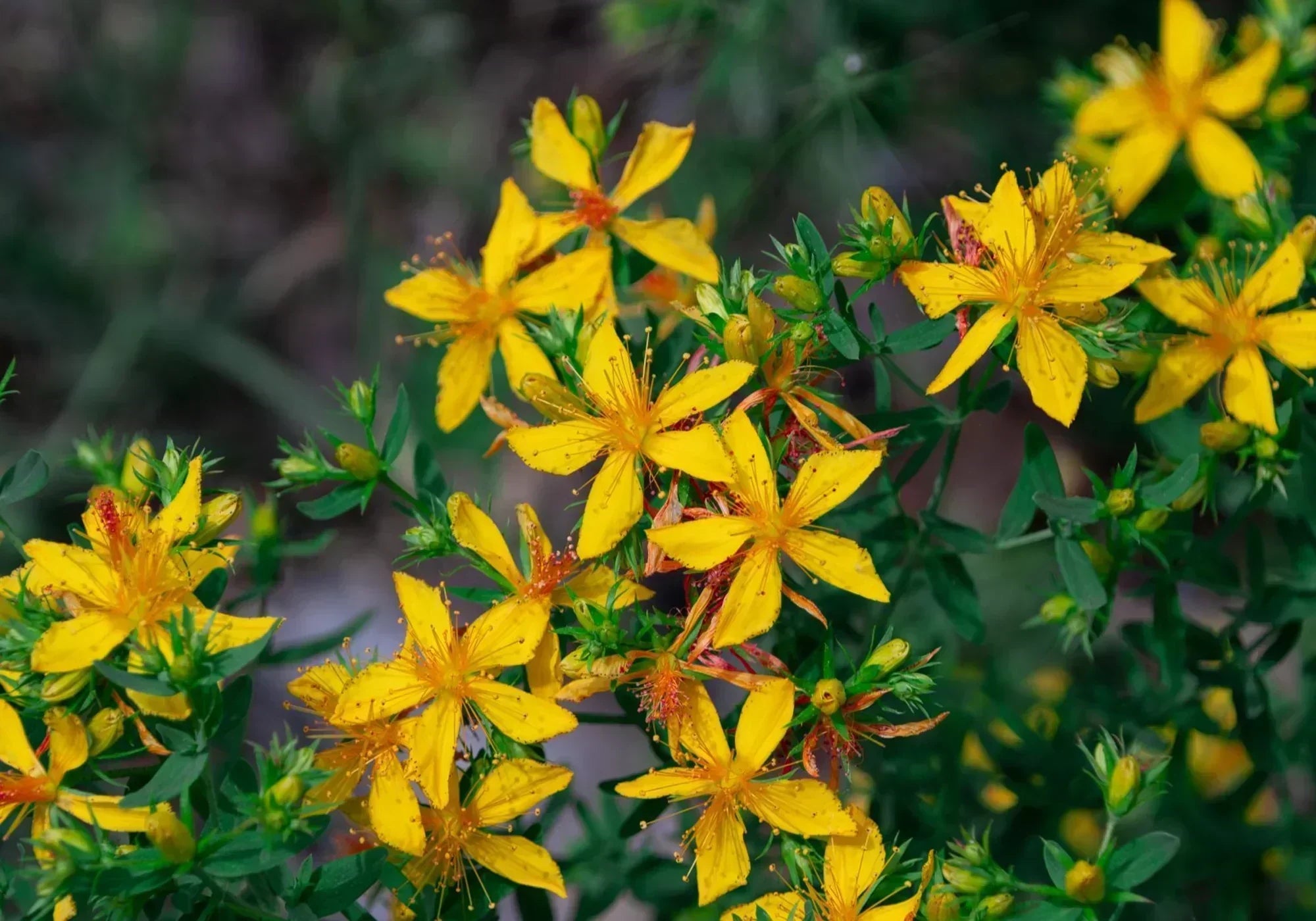Жълт кантарион - ползи и вреди