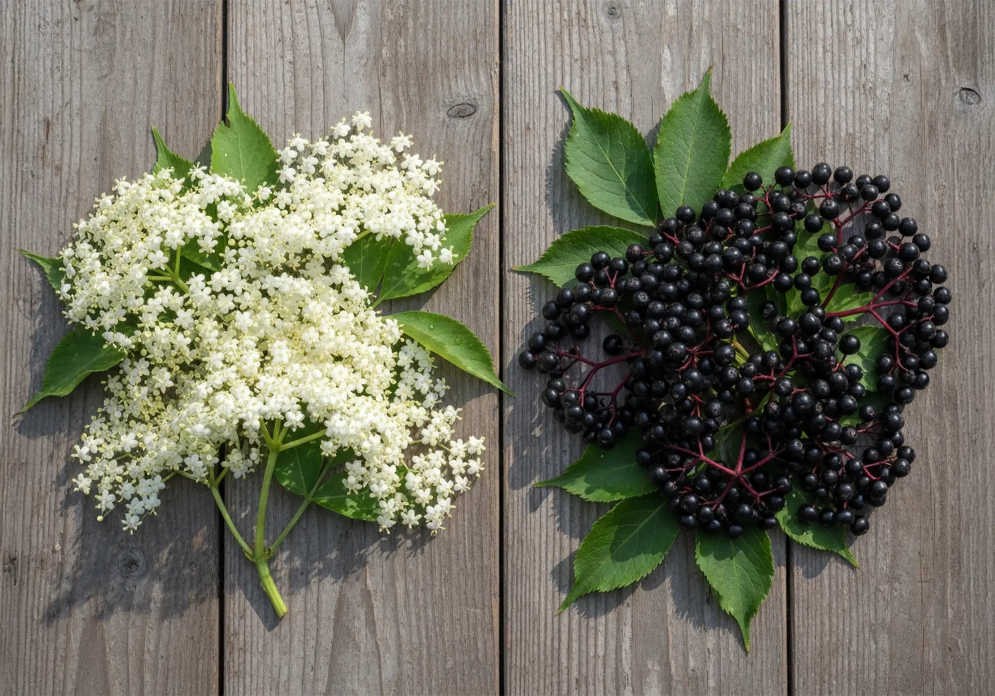 Кое е по-полезно: бъз или бъзак