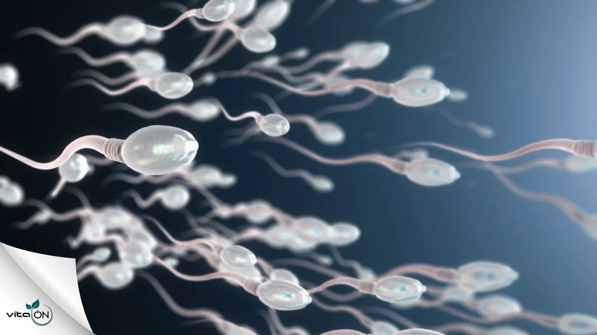 Естествени методи и билки за увеличаване на семенната течност